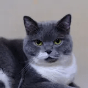 大山雀与毛茸茸的猫