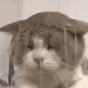 v猫阿斯达