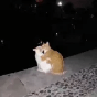 抑制贱