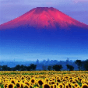 富士山下