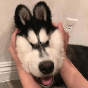 还要好久
