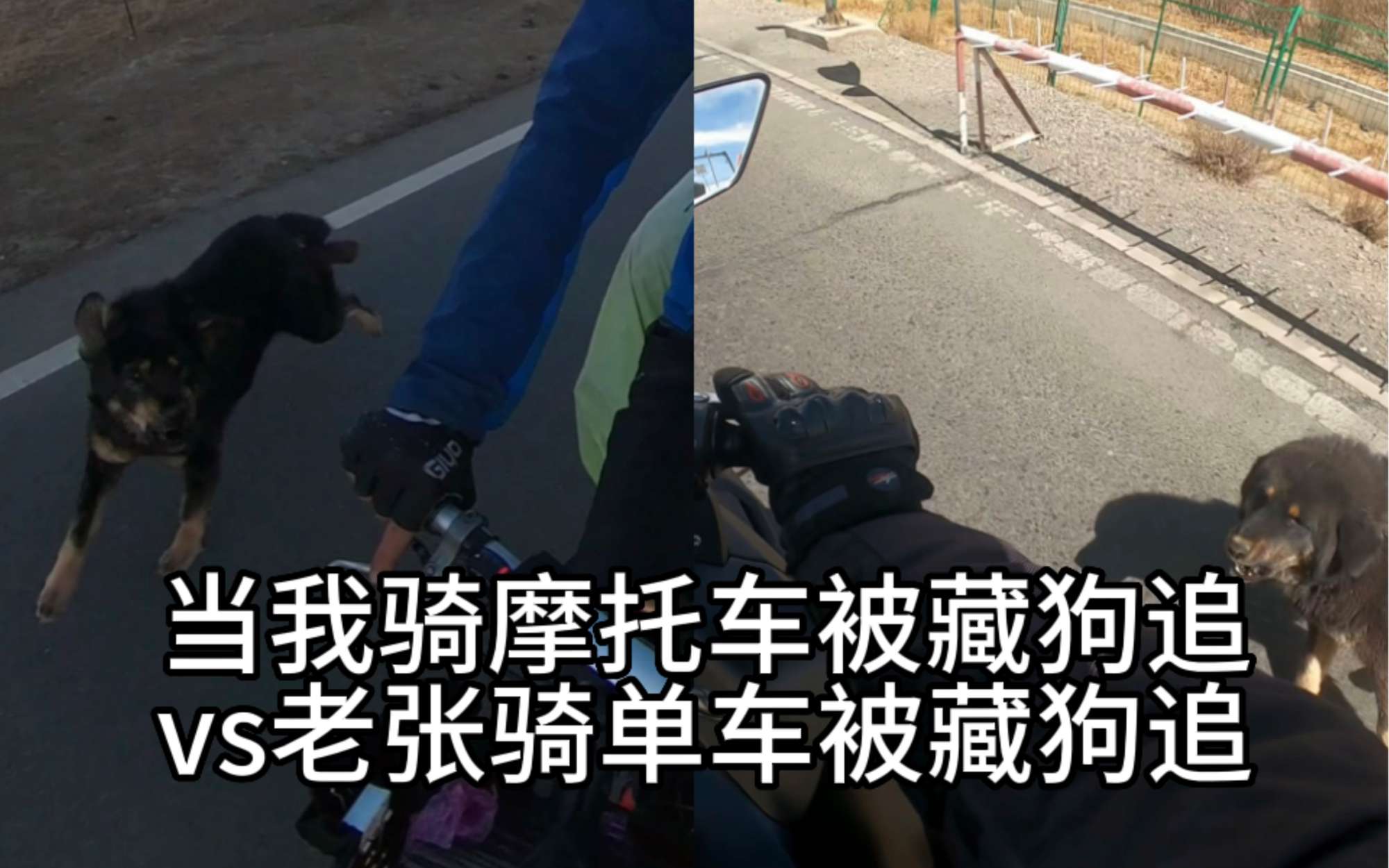 老张面对饿犬大喊大叫！我面对恶狗重拳出击！哈哈哈想不想看乌鸦被狗追！老精彩了哈哈